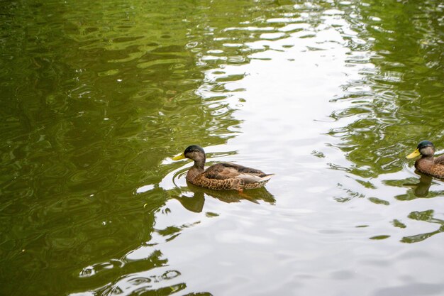 Enten genießen das Teichleben an einem bewölkten Tag. Foto in hoher Qualität