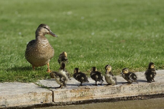 Enten im Gras