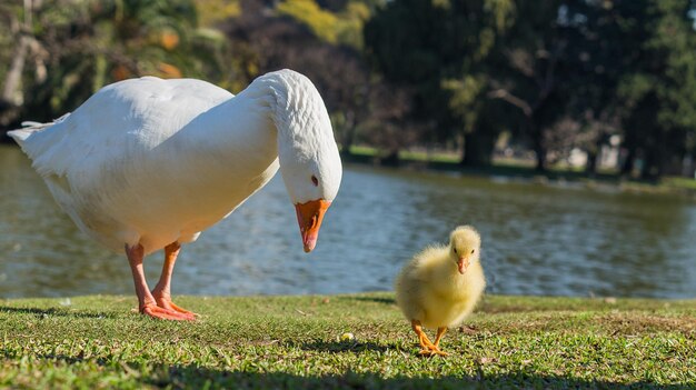 Enten im See an einem sonnigen Tag