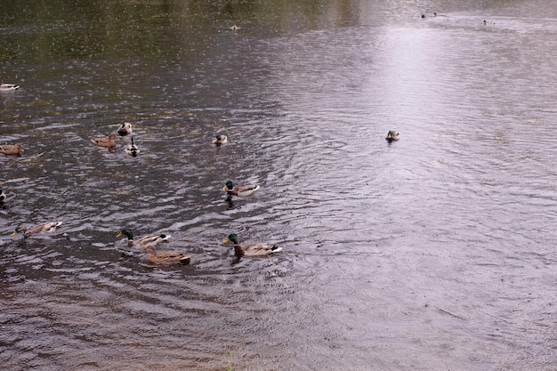 Enten im See bei Regen Regentropfen auf dem Teich