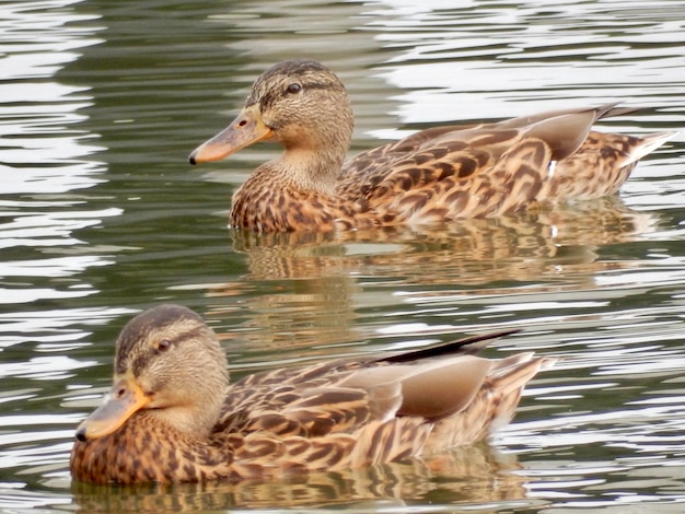 Foto enten im see