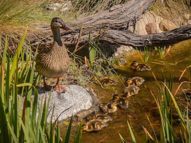 Foto enten im see