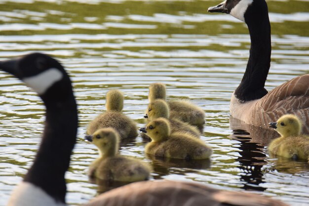 Foto enten im see