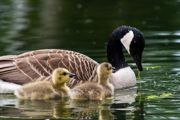 Foto enten im see