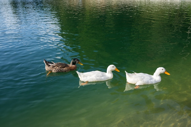 Enten im See