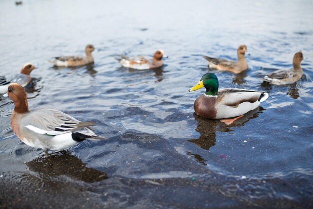 Enten im See