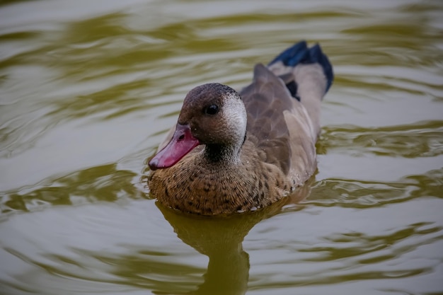 Foto enten im teich, die sich mitten in der wunderschönen natur von brot ernähren.