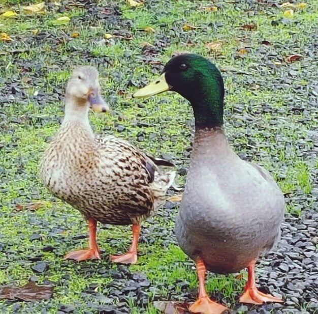 Foto enten im teich