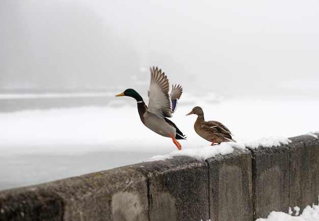 Enten im Winter in der Stadt