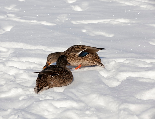 Enten im Winter