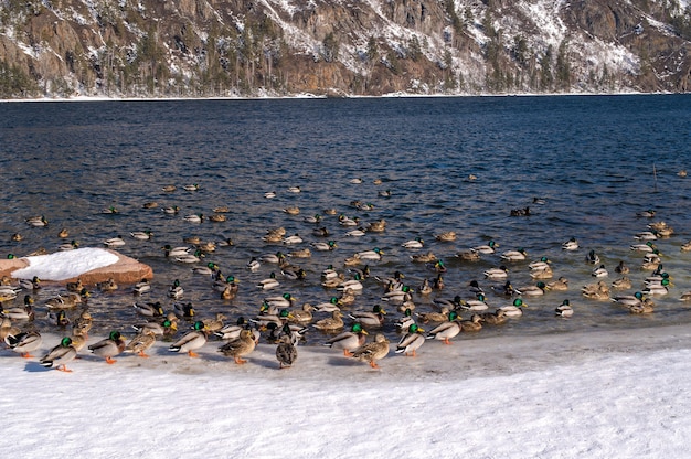 Enten im winterfluss. ein blick auf schneebedeckte berge. fluss- und gebirgszug