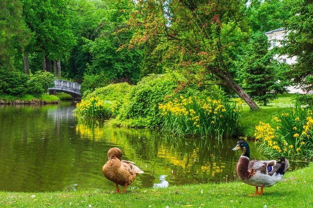 Foto enten in der nähe des teiches an einem hellen sommertag