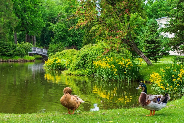 Enten in der Nähe des Teiches an einem hellen Sommertag.