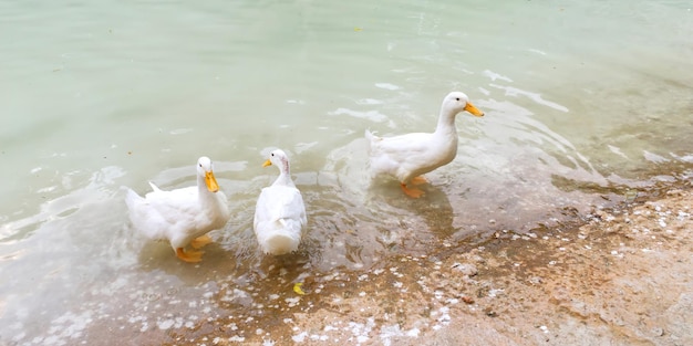 Enten in der Nähe des Teiches im zentralen Park von Athen hautnah