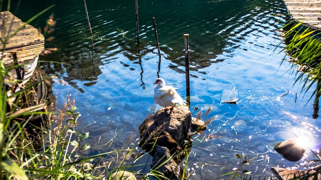 Enten in der Naturszene des Sees