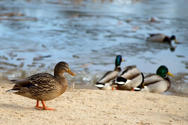 Enten in der Wildnis