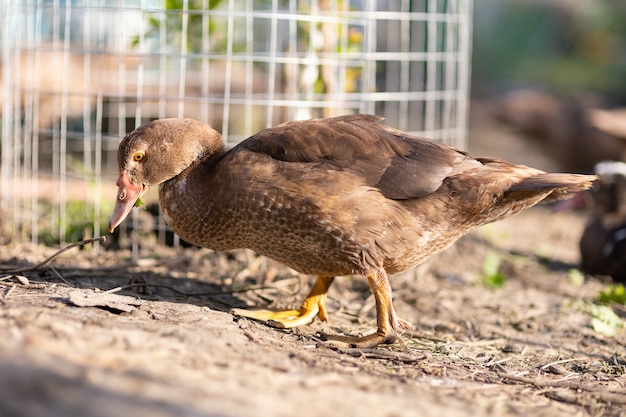 Enten in einem Gehege auf einem Bauernhof