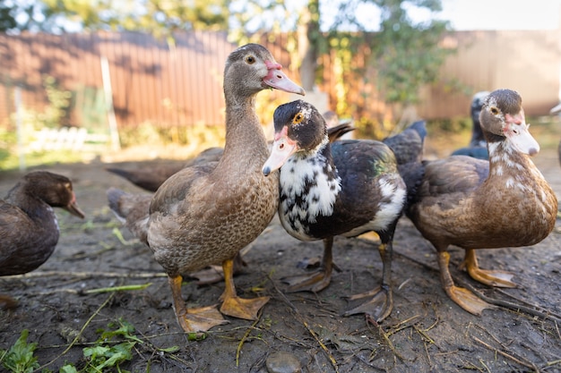 Enten in einem Gehege auf einem Bauernhof