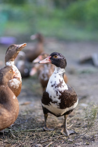 Enten in einem Gehege auf einem Bauernhof