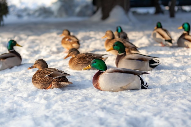 Enten in einem öffentlichen Winterpark. Entenvögel stehen oder sitzen im Schnee. Migration von Vögeln.