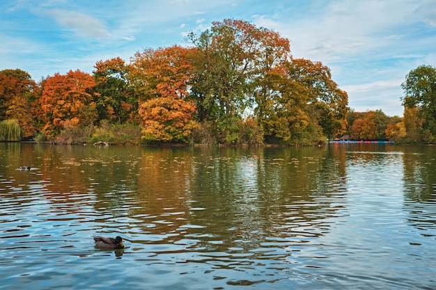 Enten in einem See in München Englischer Garten Englischer Garten Park München Bayern Deutschland