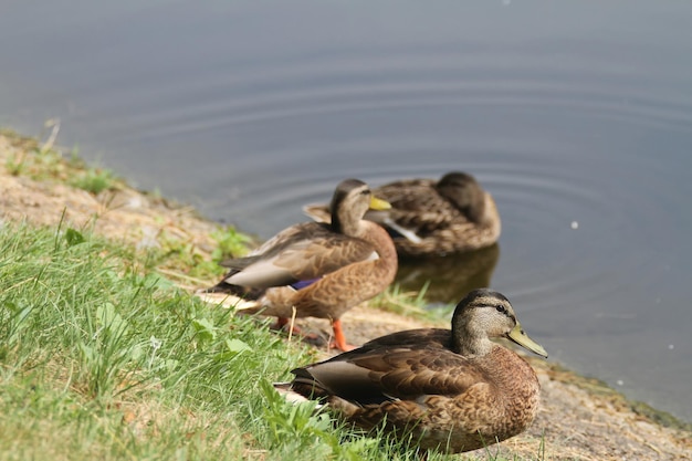 Enten in einem Teich Warschau Polen