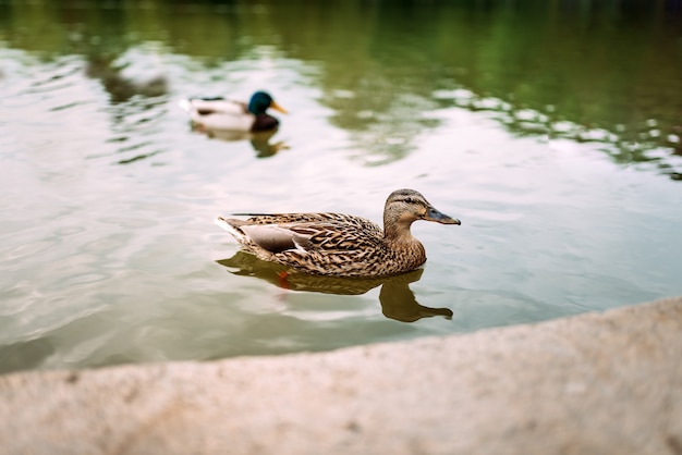 Enten in einem teich.