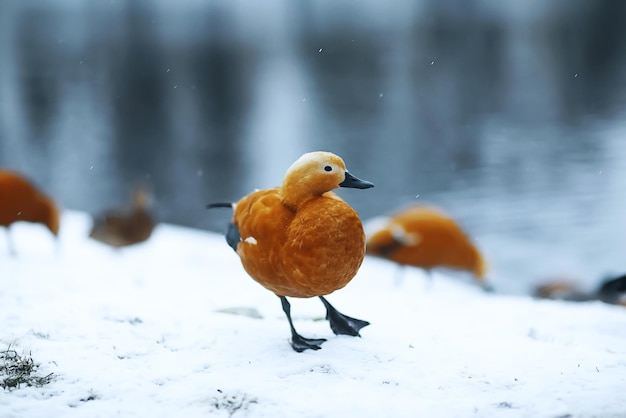 Enten laufen am Bach entlang