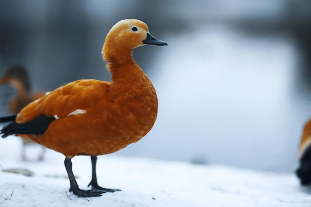 Enten laufen am Bach entlang