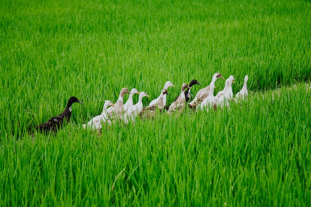 Enten marschieren auf den Reisfeldern Balis