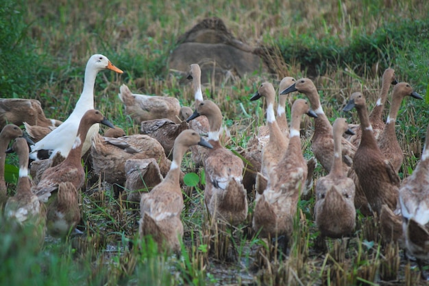 Enten marschieren in den Reisfeldern von Purworejo