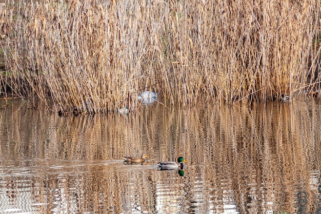 Enten schwimmen auf dem See vor dem Hintergrund von Schilf