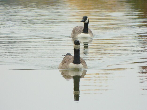 Foto enten schwimmen auf dem see