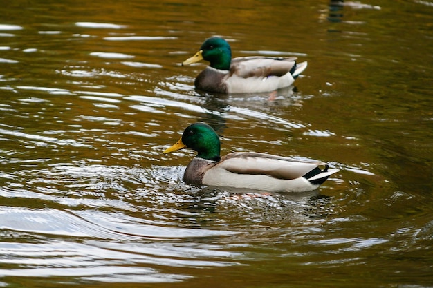 Enten schwimmen auf dem See