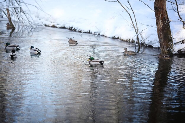 Enten schwimmen im Fluss