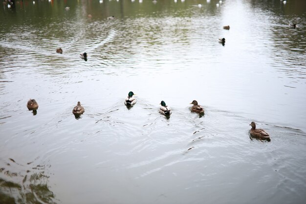 Enten schwimmen im Herbst auf dem See