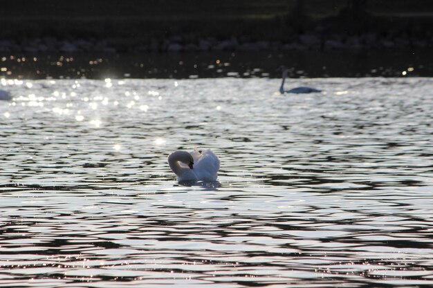 Foto enten schwimmen im meer