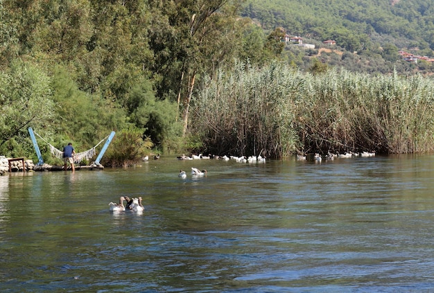 Enten schwimmen im See Wildlife im See