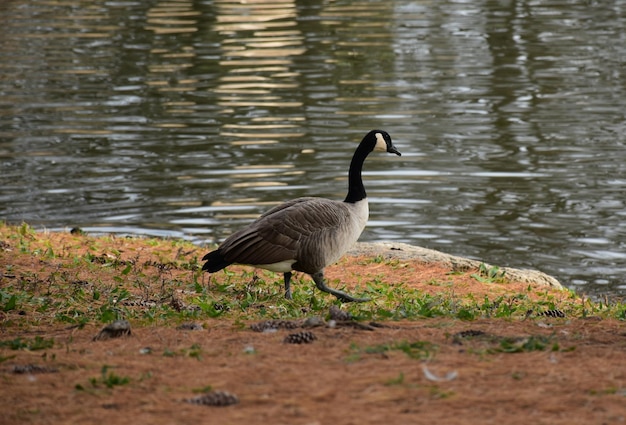 Foto enten schwimmen im see