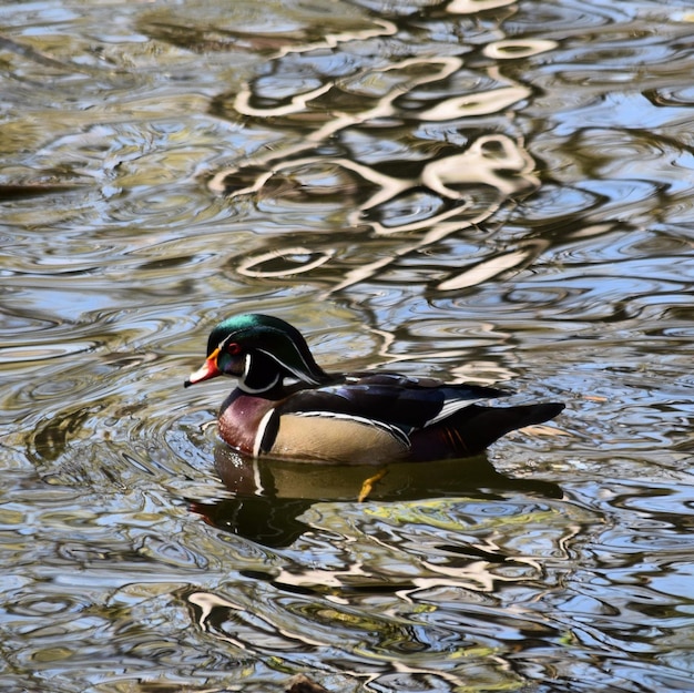 Foto enten schwimmen im see