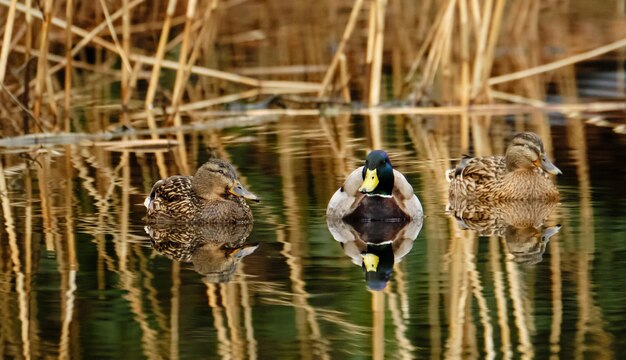 Enten schwimmen im See