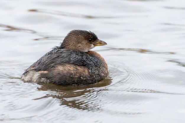 Foto enten schwimmen im see