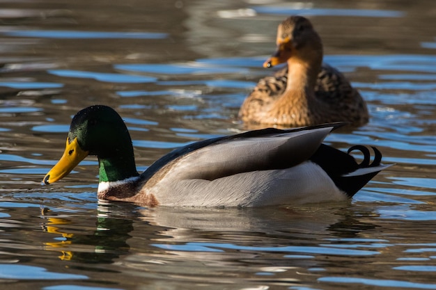 Foto enten schwimmen im see