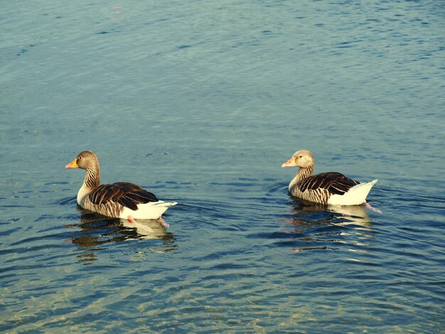 Foto enten schwimmen im see