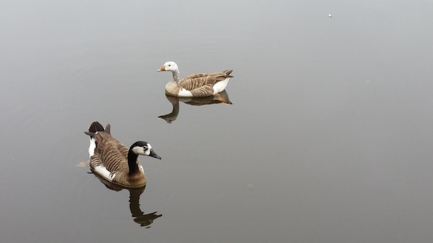 Enten schwimmen im See