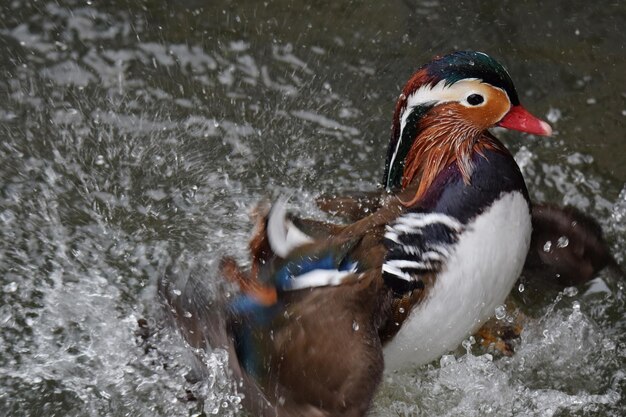 Foto enten schwimmen im see