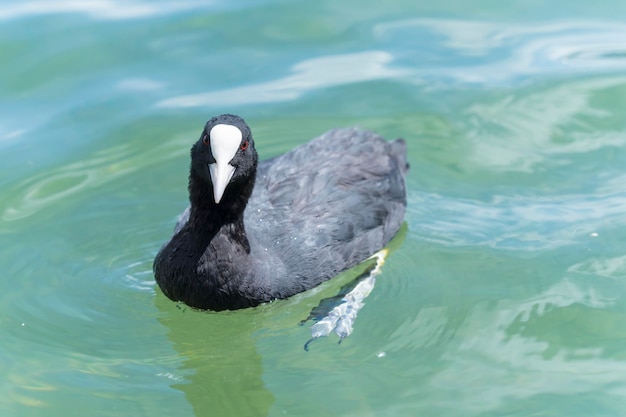 Foto enten schwimmen im see