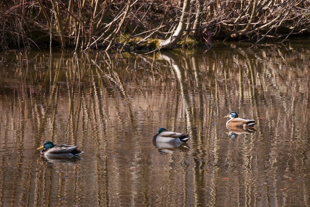 Enten schwimmen im See