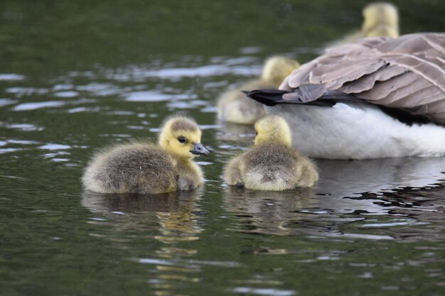 Foto enten schwimmen im see