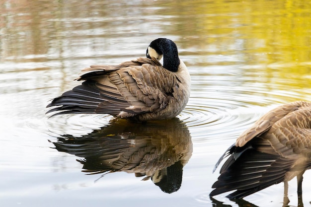 Foto enten schwimmen im see